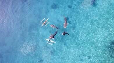 Whale sharks in Oslob, Cebu